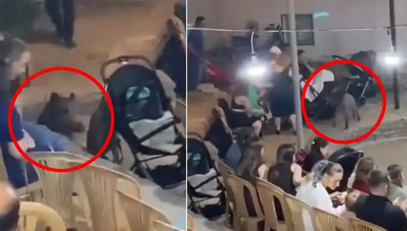 Düğün Yemeğine Dalırsa Ne Olur? Yaban Domuzu Paniği