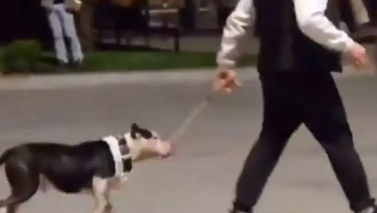 Ağızlıksız Pitbull, Başka Köpeklere Saldı: Sahibi Cezalandırıldı