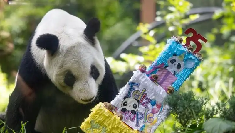 Dev Panda Xin Xin, 35 Yaşında Büyüleyici Kutlama ile Anıldı