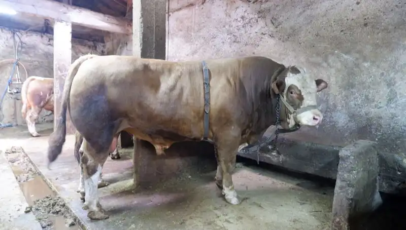 1 Ton 200 Kilo Miktarında Eşsiz Ürün, Rekor Fiyatla Satıldı!
