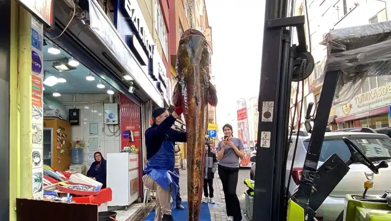 Meriç Nehri'nde Yakalanan Dev Balığın Hikayesi: 3 Metre Boyunda!