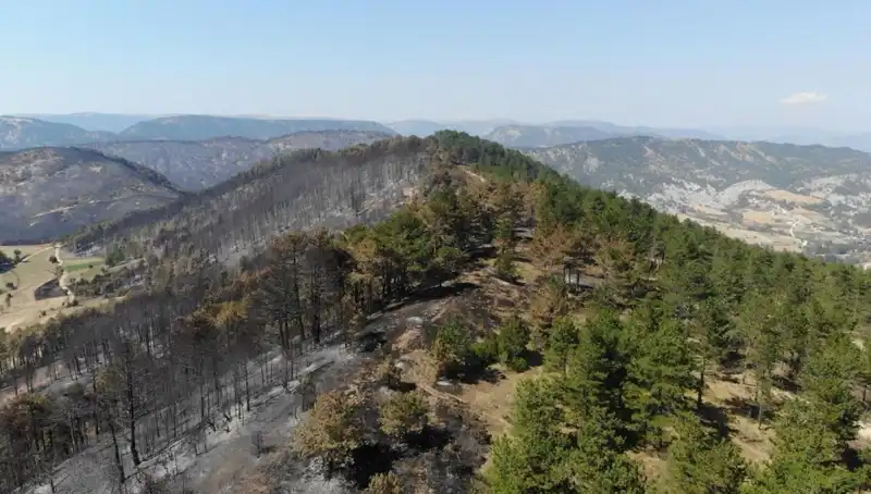 Bolu'da Tarihi Ağaçlandırma Projesi: 5 Milyon Fidan Toprakla Buluşuyor