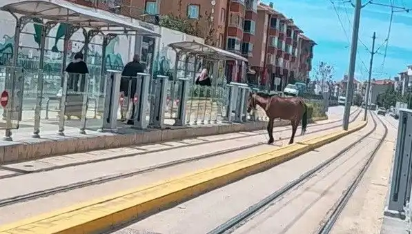 Eskişehir'de Tramvay Raylarında Görülen Başıboş At İzleyenleri Şaşırttı