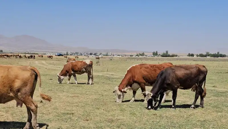 Arin Gölü’ndeki Kuruma: Su Krizi Derinleşiyor, Çözüm Ne Olacak?