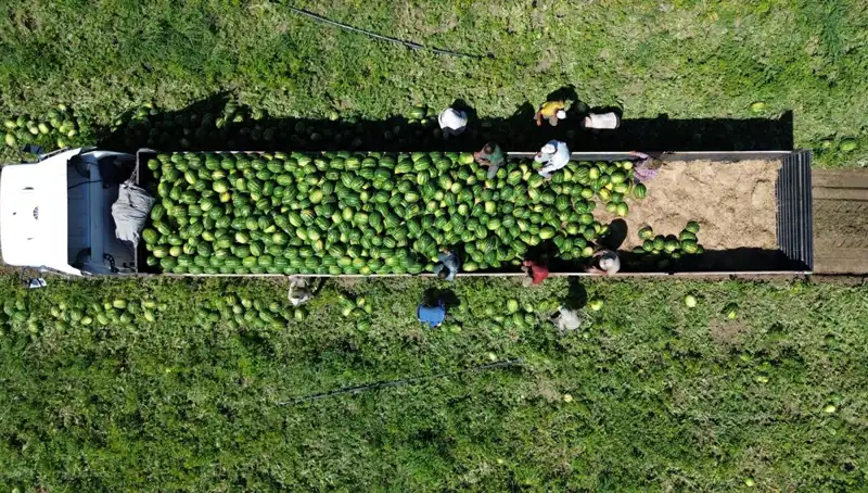 Bafra Ovası'nda Rekor Karpuz Rekoltesi Beklentisi: 94 Bin 500 Ton!