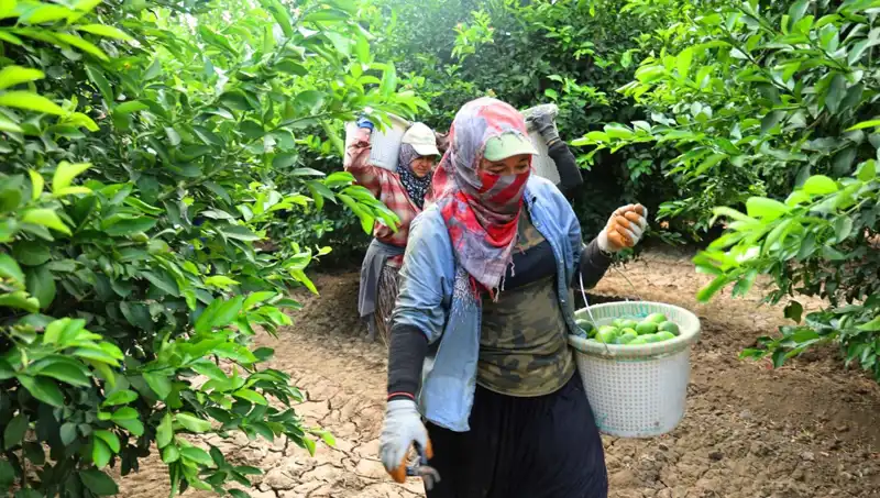 Marketlerde Patatesin Fiyatı 150 Lirayı Aştı: Hasat Sevinci Başladı!