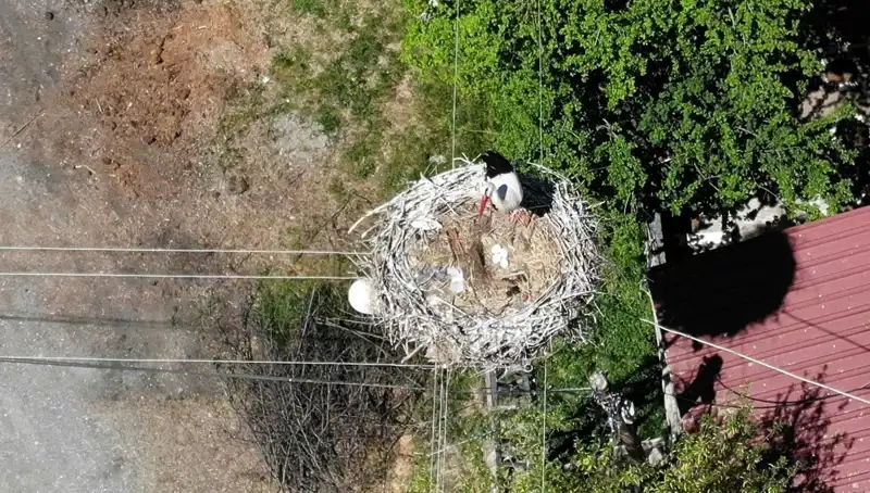 Baharın Müjdecisi: 22 Yıldır Aynı Yuvada Dönüş Yapan Kuş