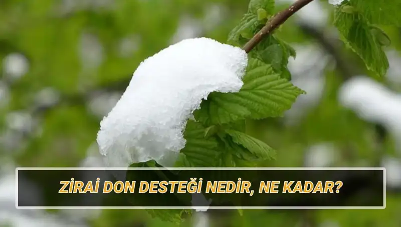 Zirai Don Desteklemesi: Hangi İllerde, Ne Kadar Yapılacak?
