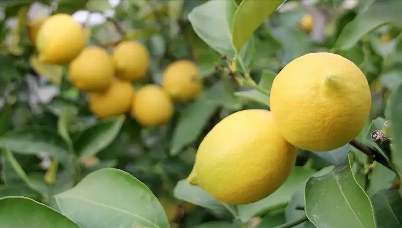Limonun Fiyatı İle İlgili Endişeler Büyüyor: Adedi 24 Lira!