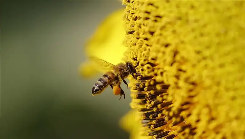 Arı Ölümlerine Neden Olan Sır: Kır Çiçeklerinde Zehir Birikiyor!