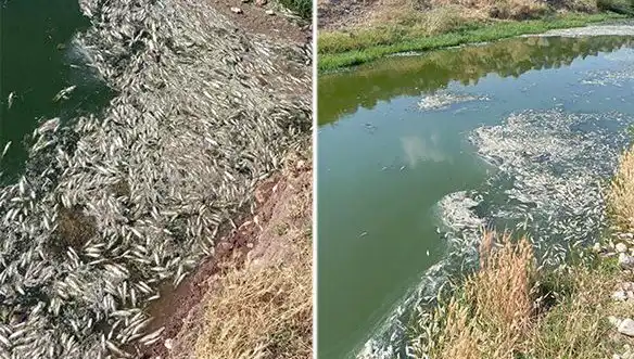 Karasu Çayı’nda Balık Ölümleri: Çevresel Tehdit Mi Yoksa Doğal Olgu Mu?