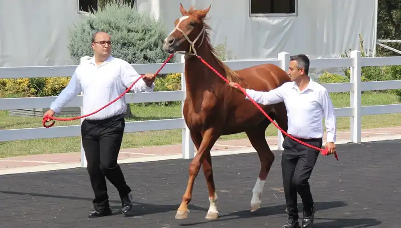 Rekorları Alt Üst Eden Taşkın Kral: Doğanın Askeri
