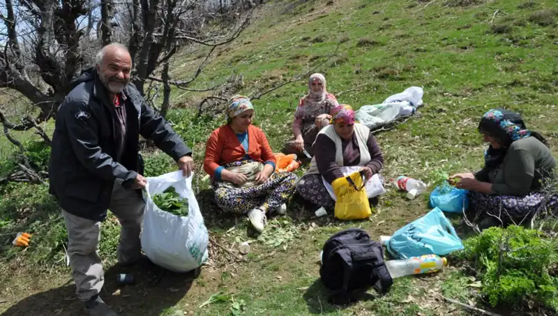 5 Saat Yürüyerek Toplanan 250 Liralık Mantar: Yüzlerce Aileye Umut Oluyor