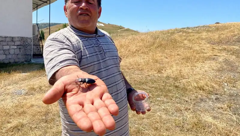 Sivas'ta Görülen Tehlikeli Böcek İçin 557 Bin TL Ceza Uyarısı
