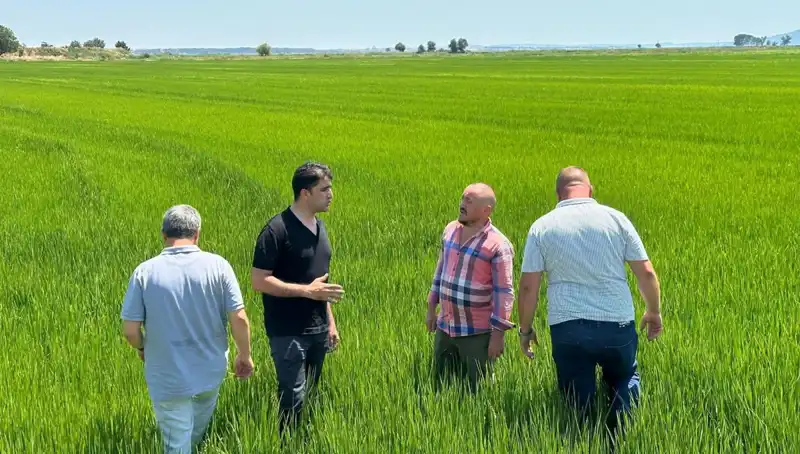 Yeşil Denize Dönüşen Çeltik Tarlaları: Rekor Hasat Beklentisi