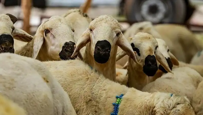 Kurban Bayramı Ne Zaman? 2023 Bayram Tatili 9 Gün Olacak Mı?
