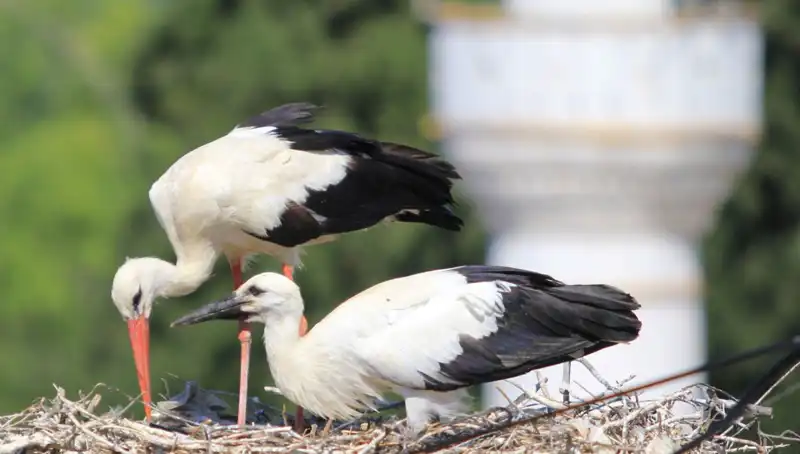 Yaren Leyleği Kıskandıracak: Leylek Köyü'nde 8 Kat Daha Fazla Yuva!
