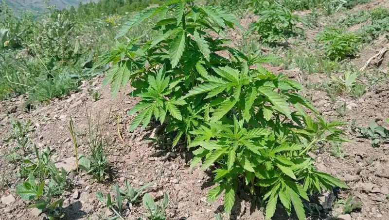 Bingöl'de Kaçak Tütün ve Kenevir Operasyonu: Ormanlık Alanda Mahsur Kaldı!