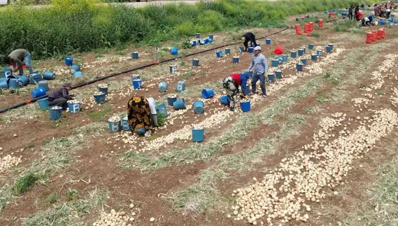 Soğan Hasadı Başladı: Fiyatlar Düşüşe Geçti, Tüketici Ne Bekliyor?