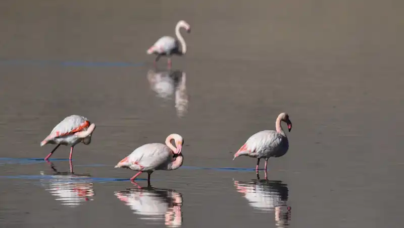 Flamingo Sayısındaki Düşüşün Sebebi: Kuraklık ve İklim Değişikliği